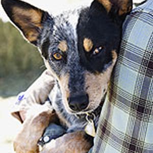 Aussie Pet & Animal Travel - Greenbank, QLD