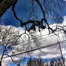 Hollar Tree Co - Tree Service