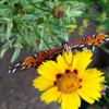 Chattahoochee Nature Center gallery