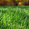 Top Dog Lawn Service gallery