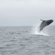 Stagnaro Sport Fishing Charters & Whale Watching Cruises