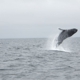 Santa Cruz Whale Watching