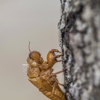 Armor Pest Control gallery