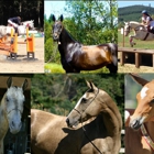 Sweet Water Farm Akhal-Teke