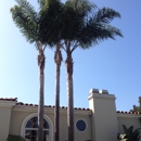 Bens palm tree service - Tree Service