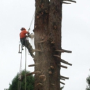 Charleston Tree Service - Stump Removal & Grinding