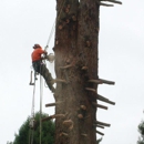 Charleston Tree Service - Tree Service