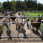 Brayfields Registered Miniature Donkeys