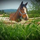 Red Hawk Stables