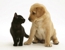 Tamworth Boarding Kennels & Cattery - Cattery