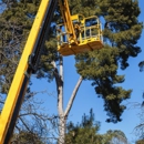 Kingdom Tree Services - Tree Service