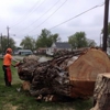 Mike Litke's Tree Service gallery