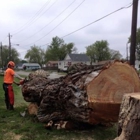 Mike Litke's Tree Service