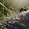 Assassins For Hire Pest Control gallery