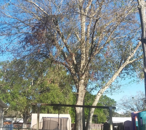 TOM'S AFFORDABLE TREES SERVICE - Vero Beach, FL