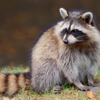 Ellis Wildlife Pest Control gallery