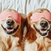 Paws Up Daycare & Boarding gallery