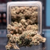 Star Buds gallery