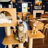 Bertha's Beans Cat Cafe gallery