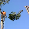 R & R Tree Service gallery