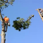 R & R Tree Service, Inc.