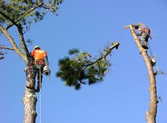 R & R Tree Service, Inc. - Davie, FL