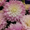 The Flower Express gallery