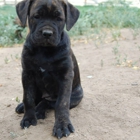 Banner Mountain Cane Corso