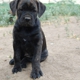 Banner Mountain Cane Corso