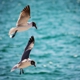 Egmont Key State Park