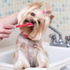 Awash & Groom Pet Services gallery