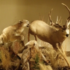 A Lasting Memory Taxidermy