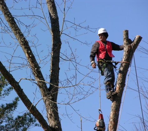 Tamke Tree Experts