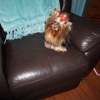 Priceless Yorkie Puppy gallery