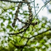 Morales Brothers Tree Service gallery