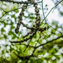 Morales Brothers Tree Service - Tree Service