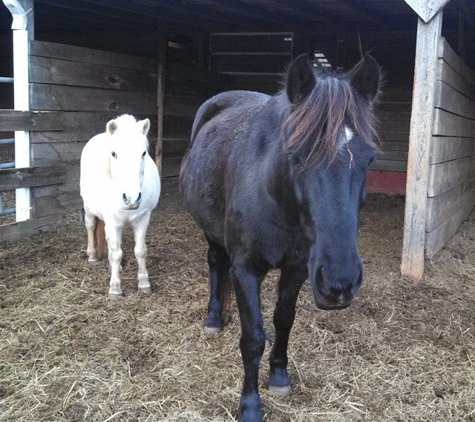 Paws Ranch Equine Rescue, Inc. - Bostic, NC