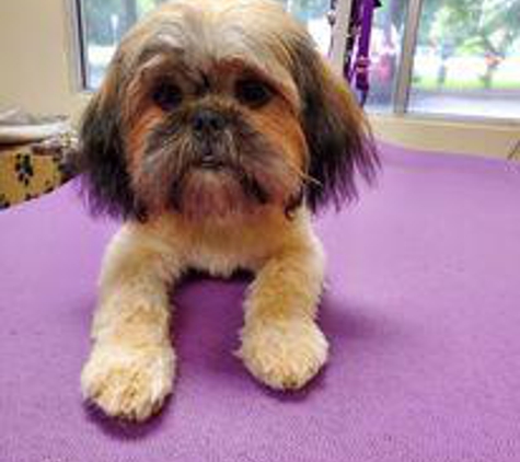 Pet's Paradise Grooming Salon and Spa - Newnan, GA