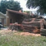 Briggs Tree Service