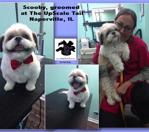 The Upscale Tail Pet Grooming Salon - Naperville, IL. Shih Tzu Grooming