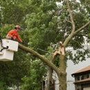 Kansas City Tree Services - Tree Service