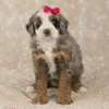 Five Star Pups gallery