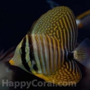 Happy Coral Inc. - Aquariums & Aquarium Supplies
