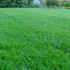 Buffalo Lawn & Pest Services gallery