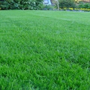 Buffalo Lawn & Landscape - Landscape Contractors