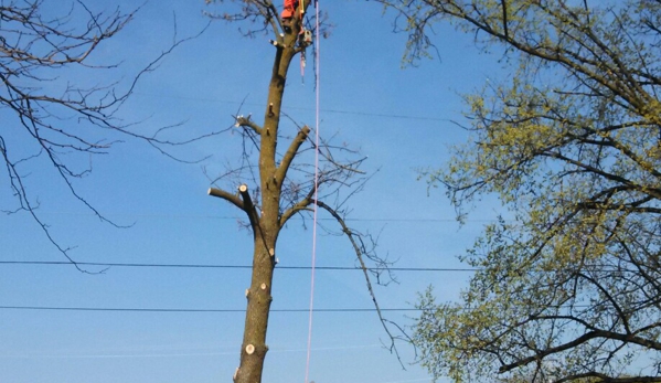 Kivisto West Tree Service LLC - Dassel, MN