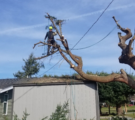 AA Tree Service Inc - Kent, WA