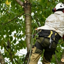 Big Dawgs Tree Service and Arbor - Tree Service