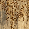 Priority Termite & Pest Control Inc gallery