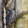 Ramirez Wildlife Removal gallery